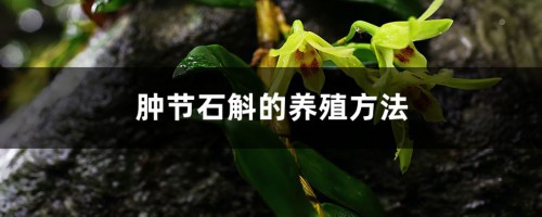 肿节石斛的养殖方法