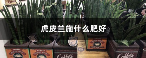 这几样好东西可是养花“宝贝”，给虎皮兰用上，猛发芽拦不住！