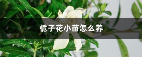 栀子花小苗怎么养，定植后怎么养护