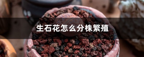 生石花怎么分株繁殖