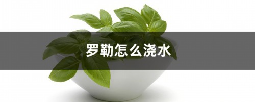 罗勒怎么浇水