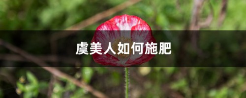 虞美人如何施肥